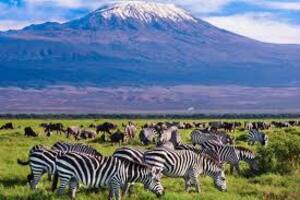zebras at kilimanjaro n.park